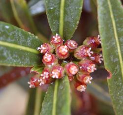 Image: P.B. Heenan © Landcare Research 2014 